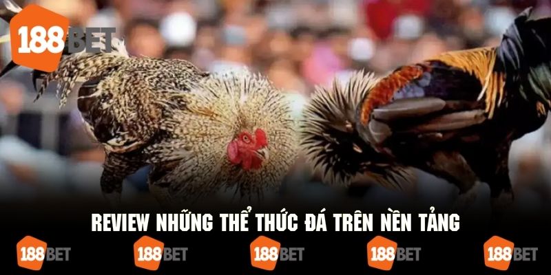 Hình thức đá chọi được tổ chức trên nền tảng
